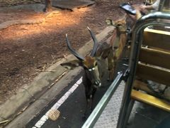 -清迈夜间动物园