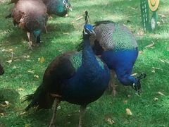 -昆明动物园