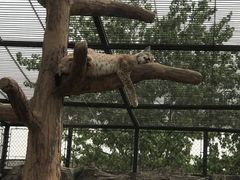 -石家庄市动物园