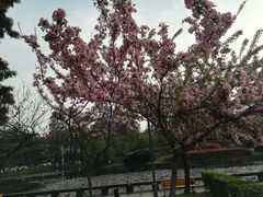 -四川大学(望江校区)