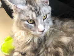 -猫在这儿猫咪咖啡馆·撸猫馆