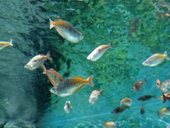 -上海海洋水族馆