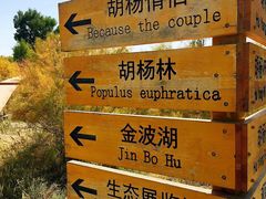 -金塔沙漠胡杨林景区