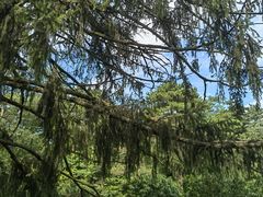 -庐山风景区花径公园