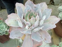 -龙大花卉苗木市场