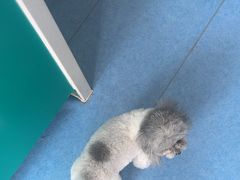 -博特宠物医院24h犬猫全科.骨科·异宠
