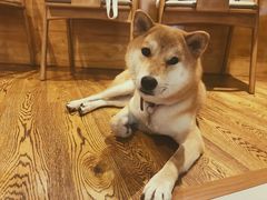 -柴务处·柴犬主题狗咖