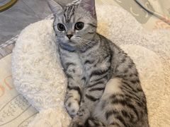 -lincat·猫舍(广州店)