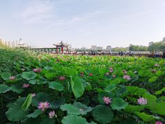 -莲花池公园