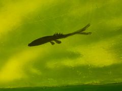 -东方巨龟苑景区