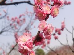 -无锡梅园公园