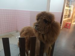 -Moni星球萌宠·小马宝莉·灵蛇·高端高阶全萌宠互动体验俱乐部(红豆国际广场店)