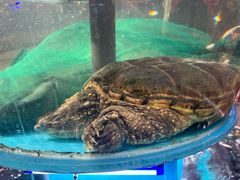 -魏铭鱼头捞饭(晋阳路店)