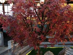 -三凤酒家·百年无锡菜(清扬茂业店)