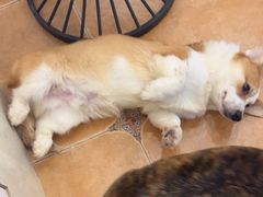 -Let's go狗咖·猫咖·奶狗·桌游(春熙路IFS店)