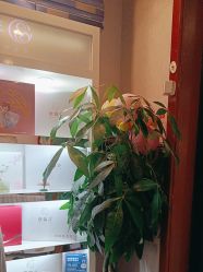 -三十一天爱产后恢复(龙府花园店)
