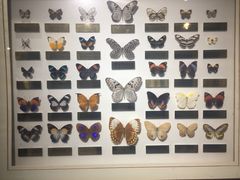 -上海昆虫博物馆