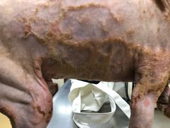 -康乐宝动物医院