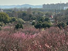 -无锡梅园公园