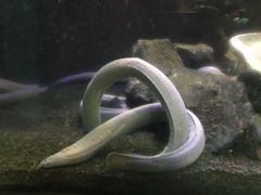 -悉尼海洋生物水族馆