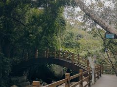 -海南霸王岭国家森林公园