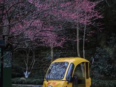 -杭州植物园