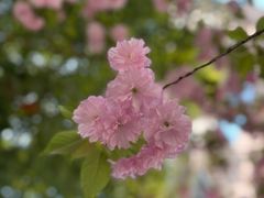 -九科绿洲