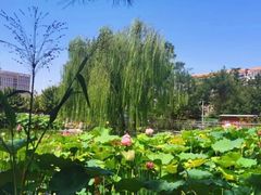 -黄村公园