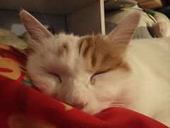 -纳吉亚猫专科动物诊疗中心(蒋宅口分院)