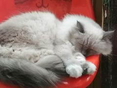 -猫咪博物馆(顶澳仔猫街店)