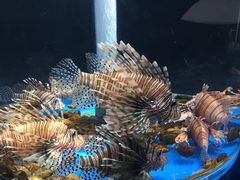 -苏州海洋馆