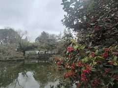 -秋霞圃
