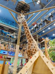 -卡通尼·Safari非洲探索乐园·生日会(金桥国际商业广场店)