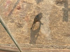 -济南野生动物世界