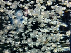 -太平洋海底世界