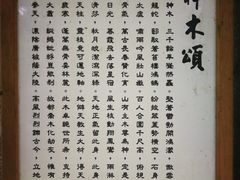 -阿里山神木遗迹