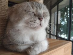 -more than meow吴止猫主题餐厅(承德 中船汇店)