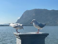 -海埂大坝
