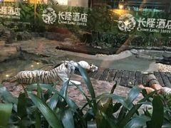 -白虎自助餐厅·真老虎·景观自助餐厅(广州长隆酒店)