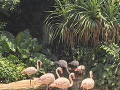 -海南热带野生动植物园