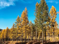 -塞罕坝国家级自然保护区