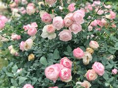 -人民公园(罗湖区)