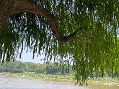 -南宁良凤江国家森林公园