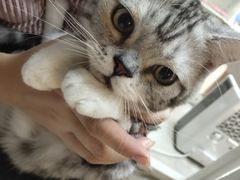 -lincat·猫舍(广州店)