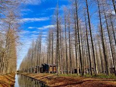 -黄海国家森林公园