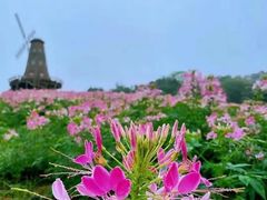 -大塘金香草谷