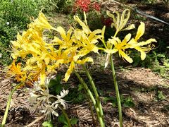 -国家植物园南园