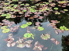 -棠湖公园
