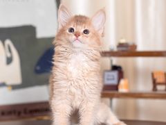-小猫来了·猫舍(红山六九七九店)