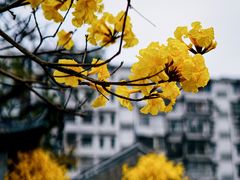 -光孝寺